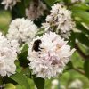 BOURDON sur Seringat blanc. Jardin, 2 juin 2024. '' Douce pollinisation ''. ORPHÉE HENRY DECORMEILLE